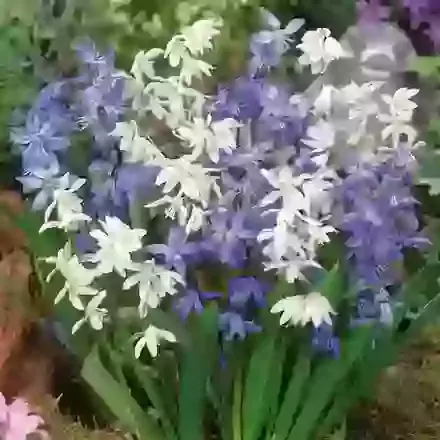 Siberica Mixed